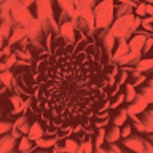 Meet your Posher, Deanna